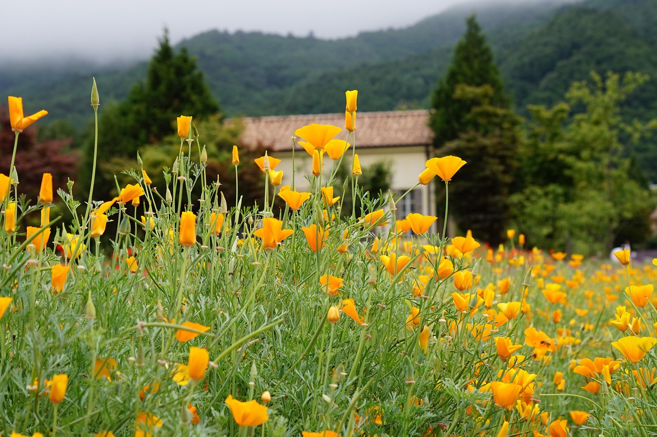Peel百乐苹果爆珠：天河区代理注册价格查询